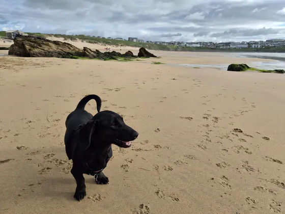 Black dog enjoying a sandy beach walk near Newquay.
