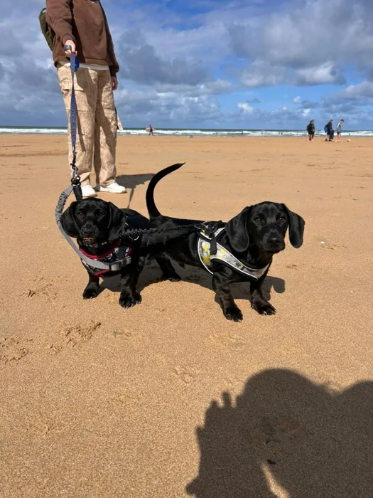 Two black dogs on leads enjoying a sandy beach day near Newquay.