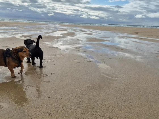 Dogs walking on wet sand at the beach under a dramatic sky.